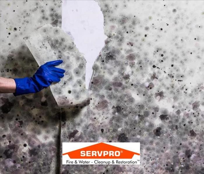 A white and green wall with mold in it and a hand with a blue glove taking out a piece of the wall and the SERVPRO logo 