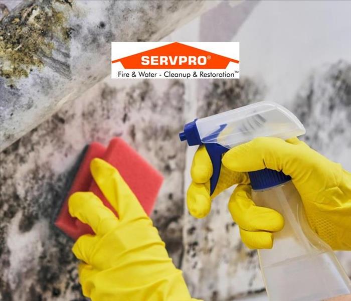 A wall with mold on it and two hands with yellow gloves on spraying and wiping the wall and the SERVPRO logo at the top