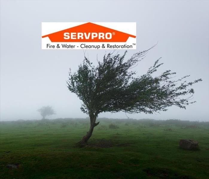 a picture of a tree alone and being blown by a lot f wind and the SERVPRO logo 